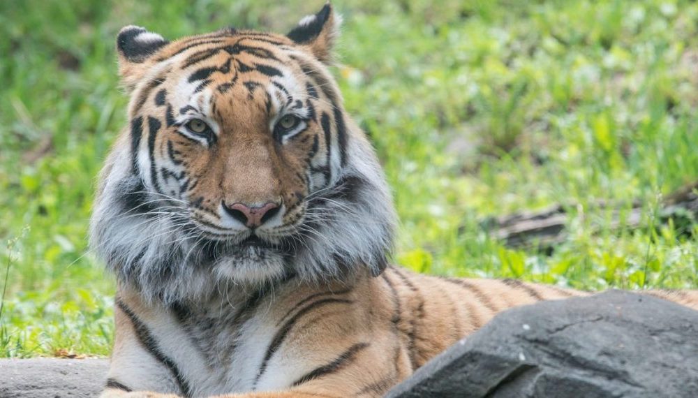Un tigre en el zoológico del Bronx en Nueva York da positivo por coronavirus