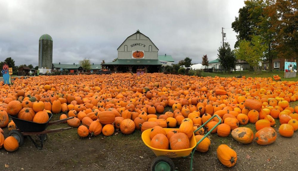 Toronto elimina el popular huerto de calabazas por primera vez en 30 años