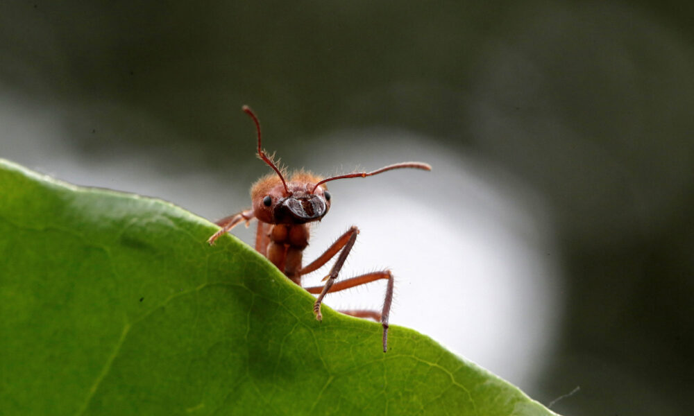 Una mutación génica convierte a un grupo de hormigas en aspirantes a reinas parásitas