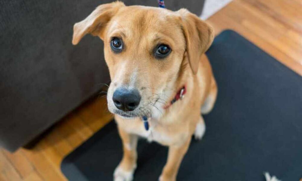 Estos cachorros están buscando un hogar permanente en Toronto