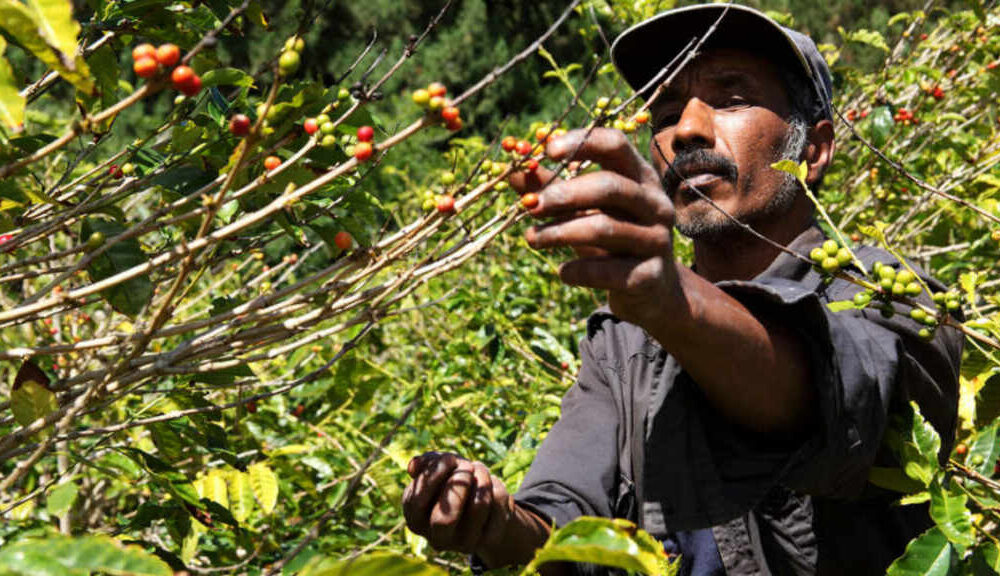 La ciencia detrás del sabor del café: cómo los procesos de cultivo y elaboración afectan el sabor del café