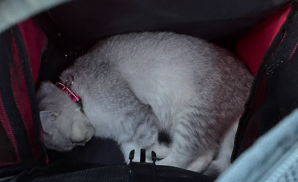 Intenté cuidar mascotas con Rover por primera vez y he aquí por qué valió la pena cada maldito dólar