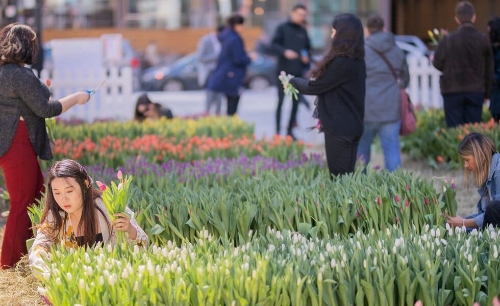 Toronto está obteniendo un jardín de tulipanes de ensueño para elegir con más de 11,000 flores en colores pastel